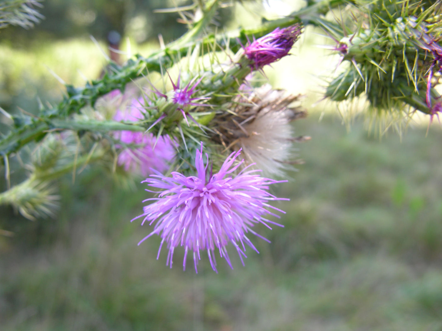Fiori e piante di San Rossore (PI)